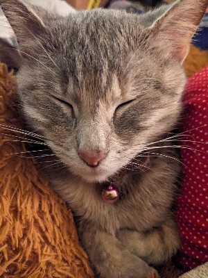 a photo of sleepy Ziggy very comfy on a pink blanket