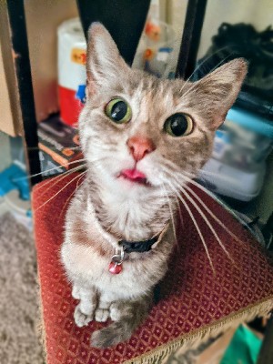 a photo of Ziggy sitting on a chair with her tongue out, looking at the camera