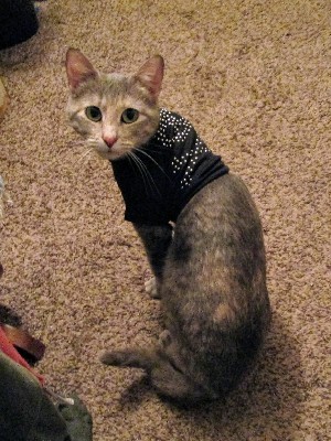 a photo of Ziggy wearing a tiny black shirt with a sparkly skull and crossbones on it